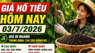 Pepper prices today, July 3rd: Market remains stable, highest price 135,000 VND/kg