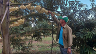 La saison des récoltes de durian est arrivée, mais les agriculteurs sont inquiets en raison des conditions météorologiques extrêmes.