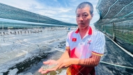 จังหวัดกาเมาให้ความสำคัญกับการพัฒนาโครงสร้างพื้นฐานแบบบูรณาการเพื่อรองรับอุตสาหกรรมกุ้ง