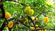 Lokasi yang ideal untuk menanam pokok belimbing dipercayai membawa kekayaan dan nasib baik kepada pemilik rumah.
