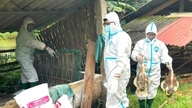 V provincii Tuyen Quang bylo zjištěno ohnisko ptačí chřipky A/H5N1.