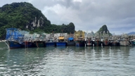 Quang Ninh suspenderer midlertidigt udstedelsen af ​​tilladelser til skibe, der opererer til søs.