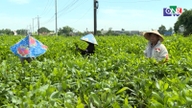 Las aldeas de plantaciones de acacia generan medios de vida sostenibles.