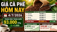 Harga kopi hari ini, 4 Juli: Harga arabika turun, harga domestik terus naik.