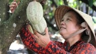 Movilizar 200 millones de dólares para el desarrollo agrícola sostenible en la cuenca baja del río Mekong.