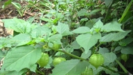 Kegunaan buah liar yang tumbuh di Vietnam tetapi mahal di Eropah.