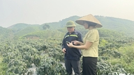 Khát vọng làm giàu từ những cây trồng ngắn ngày