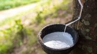 Rubber prices today, July 4, 2026: Global prices rebound.
