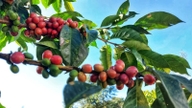 Giá cà phê hôm nay 4/7/2026: Tăng thêm 1.000 đồng, đạt ngưỡng 93.000 đ/kg