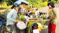 Золотой сезон с благоухающих холмов