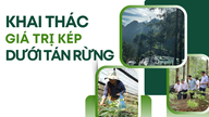 ទាញយក​អត្ថប្រយោជន៍​ពីរយ៉ាង​នៅក្រោម​ដំបូល​ព្រៃឈើ។