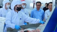 틸라피아 가공 공장을 '유지'하려면 안정적인 원자재 공급이 필요합니다.