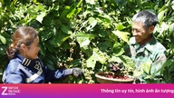 Agricultura regenerativă: „cheia” pentru a ajuta cafeaua vietnameză să depășească barierele ecologice.
