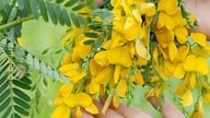 The health benefits of Sesbania grandiflora