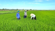 Slăbiciunile orezului amenință culturile de orez de vară-toamnă; ce metode folosesc fermierii din provincia Ha Tinh pentru a le eradica?
