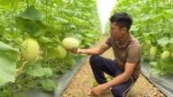 កសិករម្នាក់នៅខេត្តបាក់និញ បានឈប់ពីសិប្បកម្មឈើរបស់គាត់ ដើម្បីទៅដាំឪឡឹក ដោយចិញ្ចឹមវាដោយពងមាន់ ហើយឥឡូវនេះផលិតផលរបស់គាត់កំពុងលក់ដាច់ឥតឈប់ឈរ។