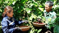 Pertanian regeneratif sedang mengubah industri kopi Vietnam secara positif.