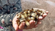 Mit scharfem Blick und flinken Händen suchen die Menschen in Ninh Binh unter dem Sand nach „Geschenken der Natur“.