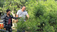 השדות הירוקים השופעים של Thuong Ha