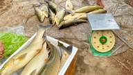 Causa da morte de peixes em gaiolas no rio Bo.