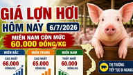 آج کی زندہ سور کی قیمت (6 جولائی): جنوبی ویتنام 60,000 VND/kg پر برقرار ہے۔