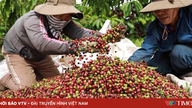 Giá cà phê lập đỉnh hơn 3 tháng