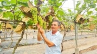 Voici quelques nouvelles plantes dans un quartier de Hai Phong (anciennement dans la province de Hai Duong) ; le jardin est aussi beau que dans un film, les gens viennent le prendre en photo.