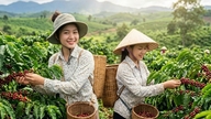 តម្លៃកាហ្វេថ្ងៃនេះ ថ្ងៃទី 6 ខែកក្កដា៖ មានស្ថេរភាពនៅតំបន់ខ្ពង់រាប រង់ចាំសញ្ញាសម្រាប់សប្តាហ៍ថ្មី។