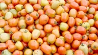 ¡Disfruta de la temporada de cosecha de tomates!