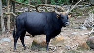 Imagini cu vite sălbatice hibride în Parcul Național Nui Chua - Phuoc Binh