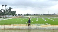 Hai Phong está preparada com o mais alto nível de medidas de controle de enchentes para proteger o arroz e outras culturas.