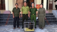 Invånarna i Hai Phong överlämnar många sällsynta djur.
