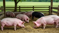 Precios de la carne de cerdo hoy, 6 de julio de 2026: Se prevén pocos ajustes.