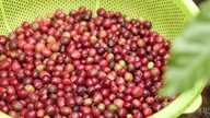 ราคากาแฟในตลาดโลกพุ่งสูงขึ้นอย่างมาก