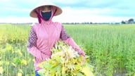 Voici l'arbre « en pot de fer et mortier de pierre », qui résiste au soleil et à la pluie sur les plaines alluviales de la rivière Lam. Sa culture fructueuse a apporté de bons revenus aux habitants de Ha Tinh.