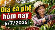 Ceny kávy dnes, 6. července: Zůstávají beze změny na 92 ​​900 VND/kg
