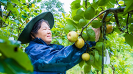 Farmáři v obci Muong Khuong právě sklízejí hrušky odrůdy Tai Nung.