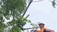 A Lap Thach Power Company está realizando ações preventivas de limpeza da vegetação ao longo das linhas de transmissão de energia em resposta ao Tufão nº 1.