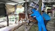 Đà Nẵng: Tạo 'lá chắn' cho chăn nuôi bền vững
