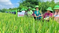Dwie odmiany ryżu ThaiBinh Seed otwierają drogę do pól ryżowych w Cao Bang.