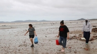 Duże ilości małży i ślimaków zostały wyrzucone na brzeg na plaży Tra Co w prowincji Quang Ninh po przejściu tajfunu nr 1. To właśnie wtedy miejscowi zgromadzili się, aby zbierać ten „dar natury”.