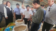 Grâce au projet rizicole Vietnam-Cuba, la superficie cultivée en riz a augmenté pour atteindre 1 000 hectares, avec des rizières dorées et mûres et des épis de riz chargés de grains.