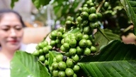 Visita a uma fazenda de café Robusta carregada de frutos em Lam Dong.