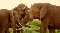 Top 10 afrikanske lande med potentiale til at blive populære turistdestinationer.