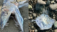 Zwei monströse Fische mit bizarren Formen wurden am Strand entdeckt: Einheimische befürchten, dass sie ein Omen aus einer Legende sind.