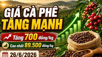 តម្លៃកាហ្វេថ្ងៃនេះ ទី២៦ ខែមិថុនា៖ កើនឡើងយ៉ាងខ្លាំង ជិតដល់ ៩០,០០០ ដុង/គីឡូក្រាម។