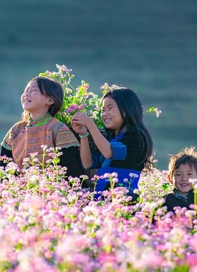 Lễ hội hoa tam giác mạch Tuyên Quang 2025