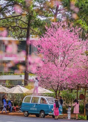 Chuỗi hoạt động Chào năm mới 2026 và Tuần Văn hóa - Du lịch Măng Đen