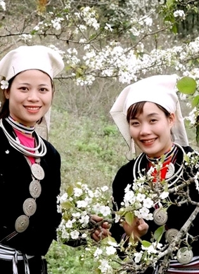 Lễ hội hoa lê Hồng Thái 