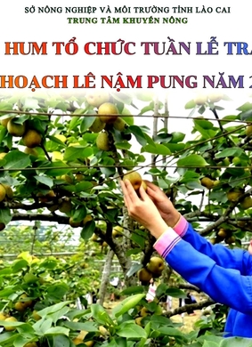 Nam Pung Pear Festival 2026
